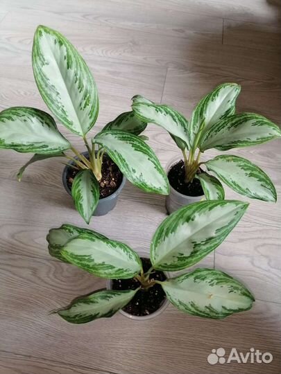 Аглаонема сильвер бей, Иви грин