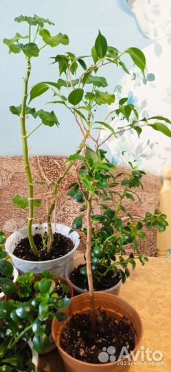 Пеларгония герань