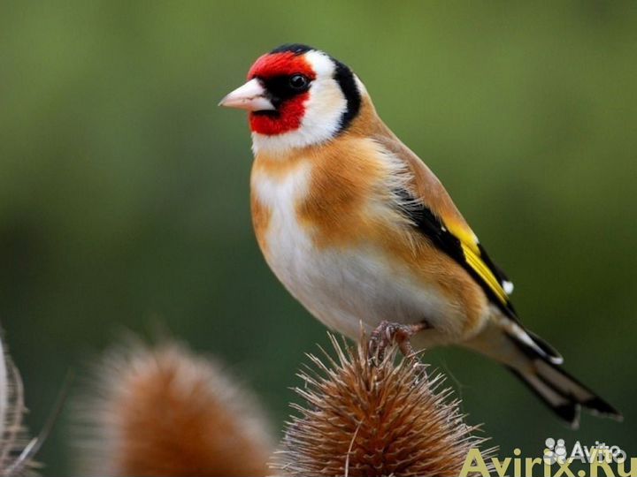 Певчие птицы