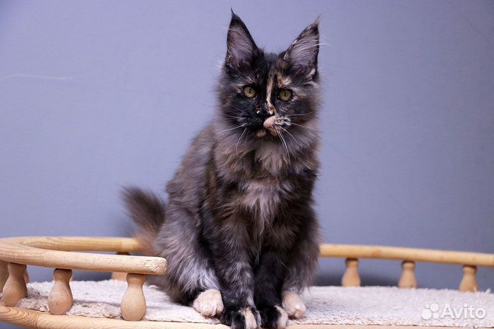 Мейн-кун котенок чёрная черешка Велисса