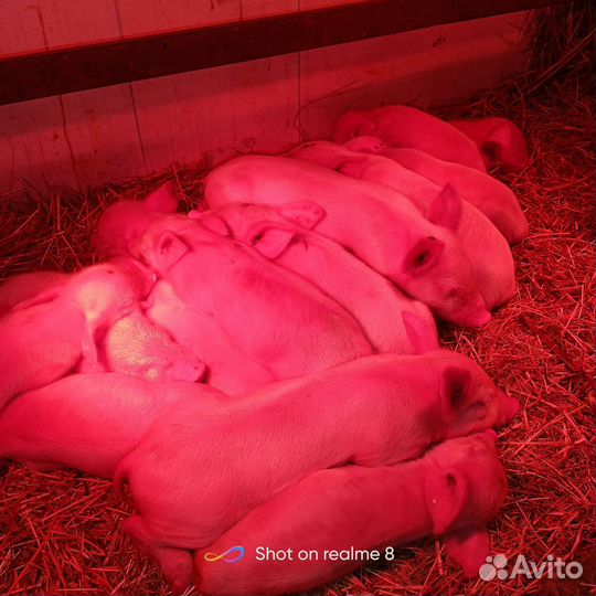 Домашняя свинина мясо свинина