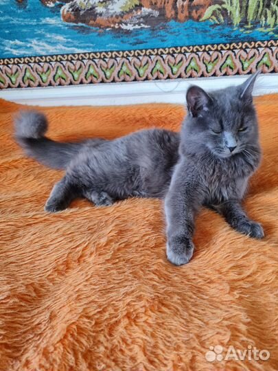 Котёнок подросток