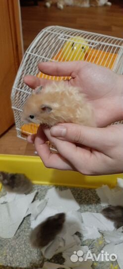 Сирийские хомячки