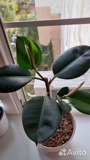 Фикус каучуконосный