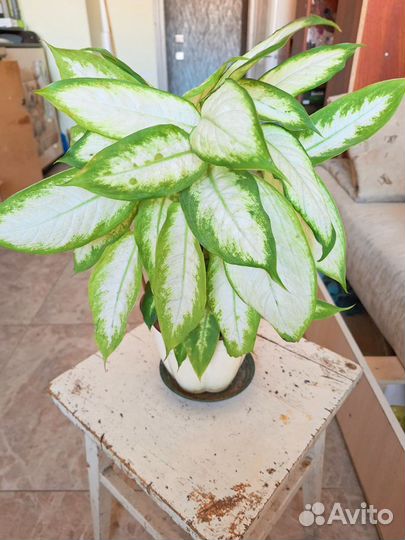 Домашние цветы