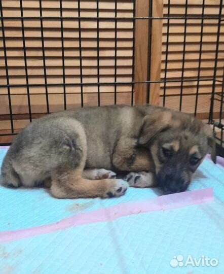 Щенок овчарки в дар