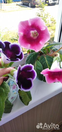 Комнатные цветы