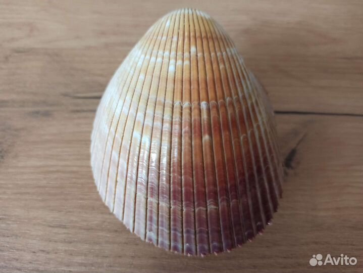 Морская раковина