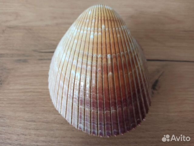 Морская раковина