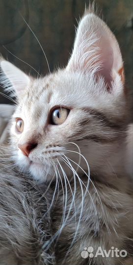 Шотландский кот
