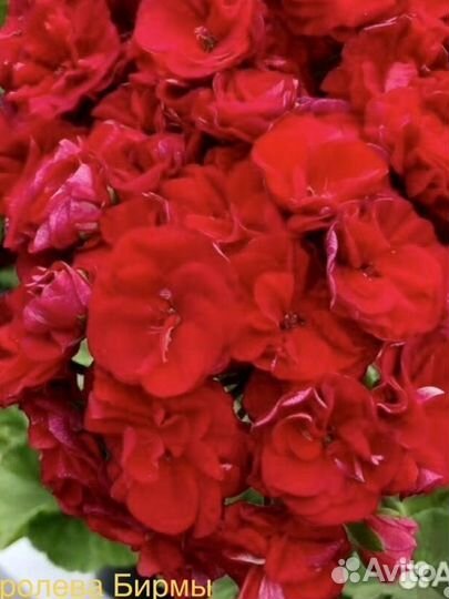 Petri Miky,Леона Галактика,Большое Искушение