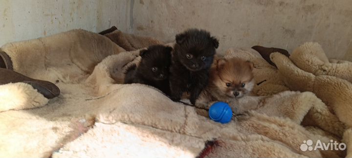 Щенки шпица