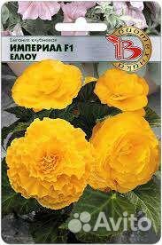 Бегония клубневая горшечные, ампельная