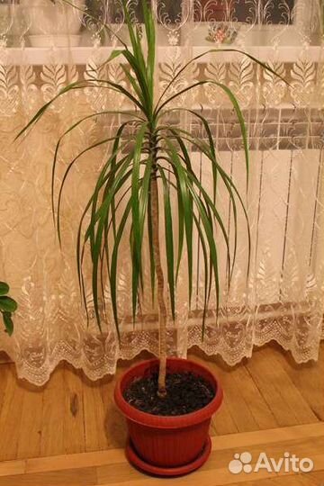 Драцена маргината