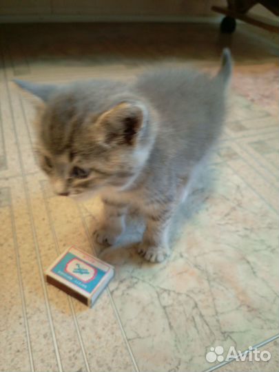 Котик серенький. Очень ласковый