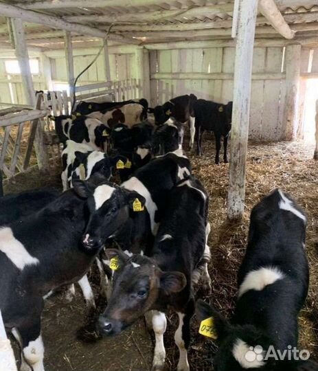 Бычки и телки