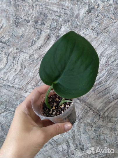 Сциндапсусы-Платинум, Жаде сатин, Сплеш блю,Треби