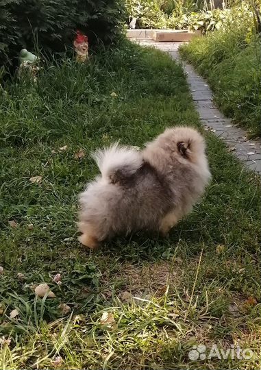 Мишка мишка