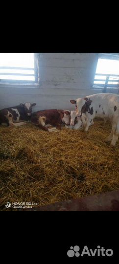 Телята бычки и телки