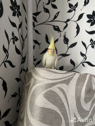 Попугай корелла с клеткой