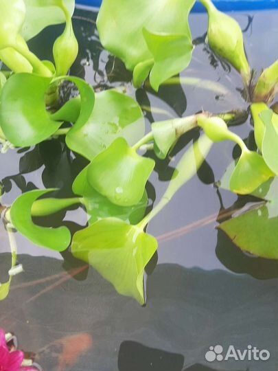 Эйхорния водный гиацинт