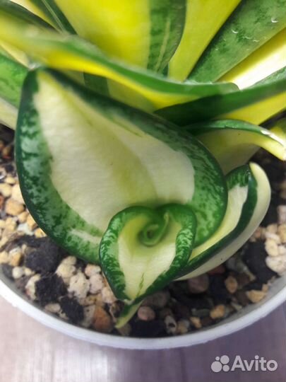 Сансевиерия солид голд