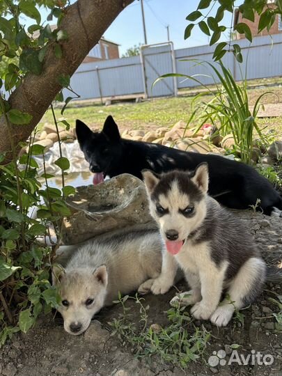 Щенки хаски