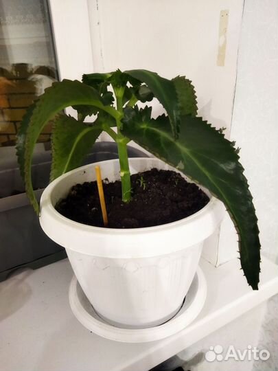 Каланхоэ лечебное