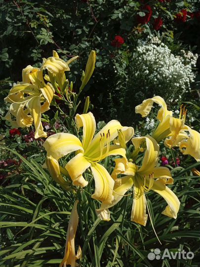 Многолетние садовые растения