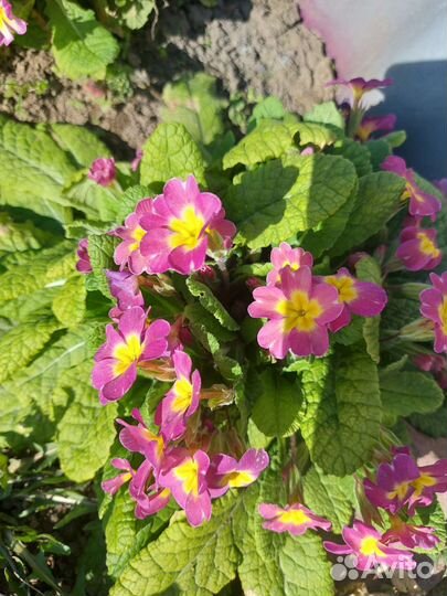 Продам примулы