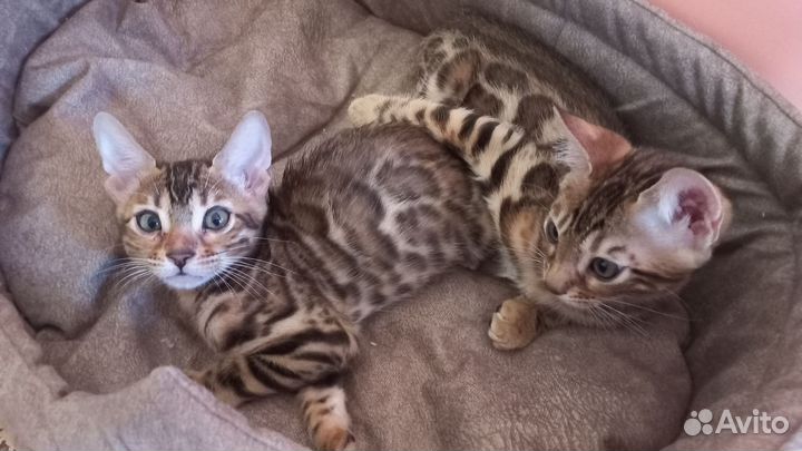 Бенгальская кошка