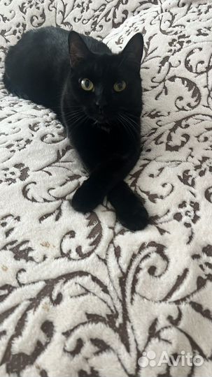 Кошка отдам в хорошие руки