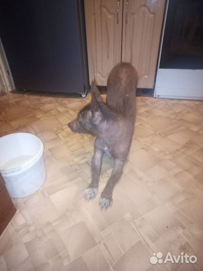 Отдам бесплатно