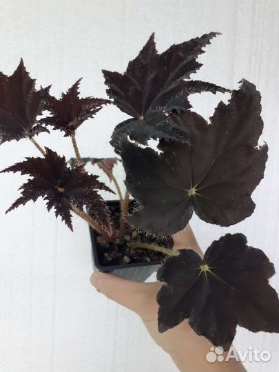 Бегония декоративно лиственная