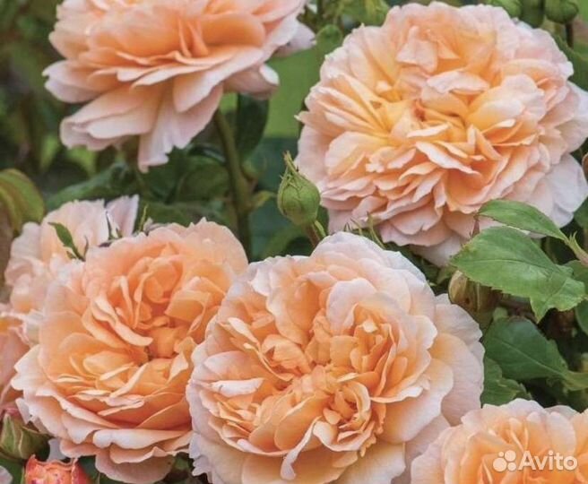 Розы флорибунды