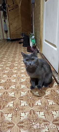 Кошечки ищут дом