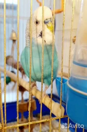 Зоогостиница для птиц, грызунов