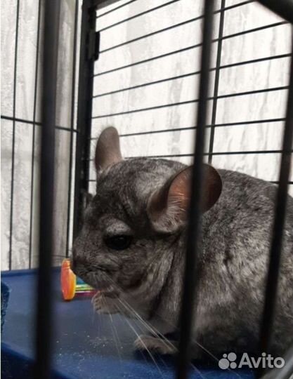 Передержка крыс, шиншилл и др. грызунов и попугаев