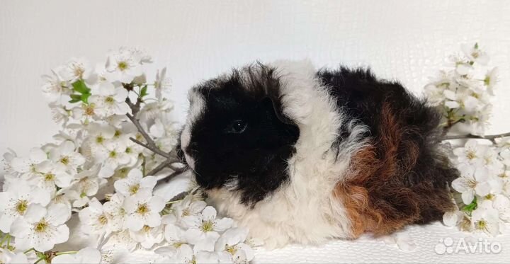 Морская свинка альпака