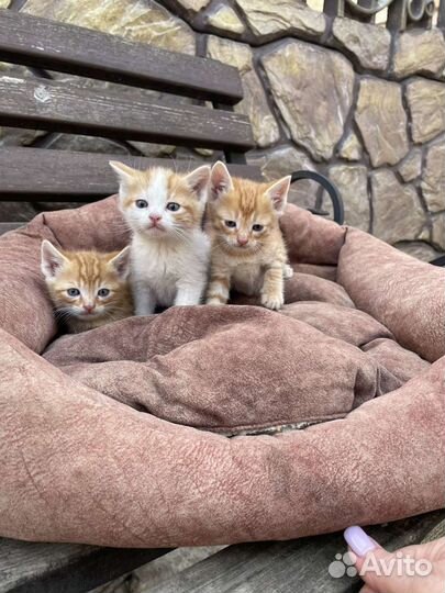 Милые котята