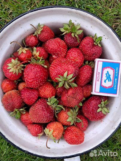 Рассада клубники