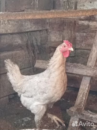 Молодые петухи