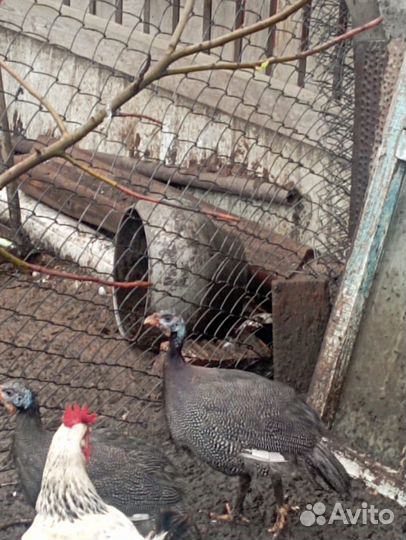 Цесарки молодые