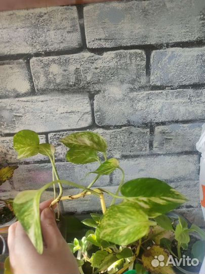 Комнатные растения