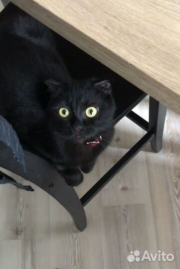 Шотландская вислоухая кошка