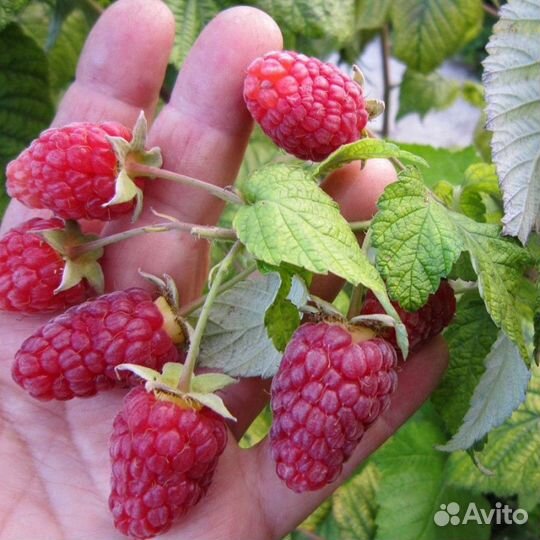 Ремонтантная малина