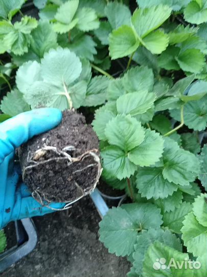 Саженцы клубники