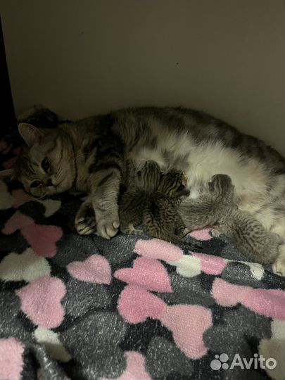 Шотландские котята