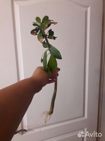 Адениум черенки