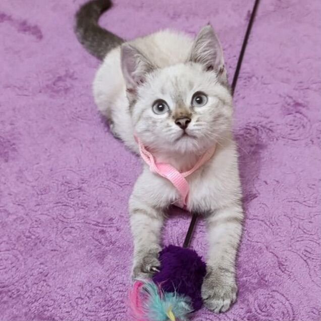 Котёнок в добрые руки